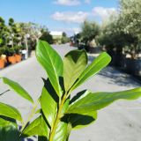 Laurierkers-Novita-blad-Prunus-laurocerasus3