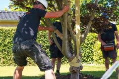 CityTree-Bomen-en-Plantencentrum-aanplantservice-aanplanten