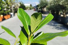 Laurierkers-Novita-blad-Prunus-laurocerasus3