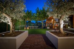 Olijfbomen in strakke plantenbakken in Papendrecht