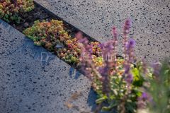 Sedum tussen staptegels in tuin Papendrecht